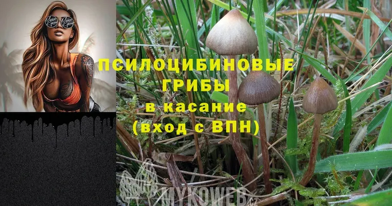 KRAKEN сайт  купить наркотики сайты  Новороссийск  Псилоцибиновые грибы Psilocybe 